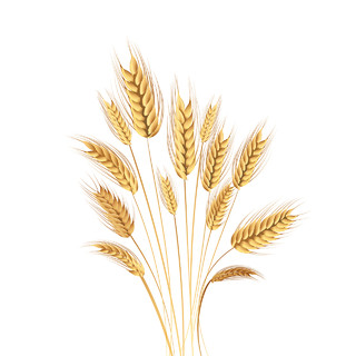 麦穗手绘麦穗元素丰收农作物PNG素材
